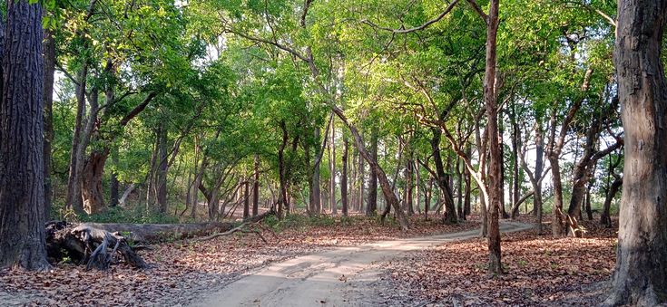 Jim Corbett Forest