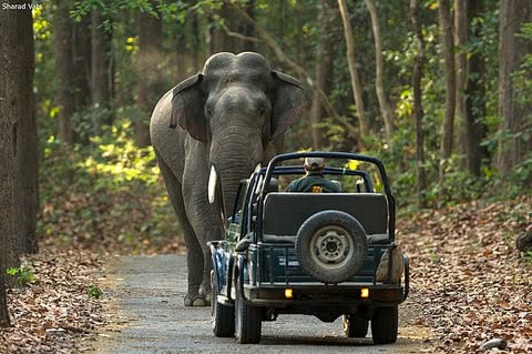 Jim Corbett National Park
