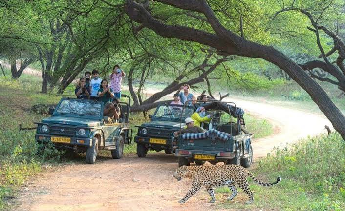 Safari